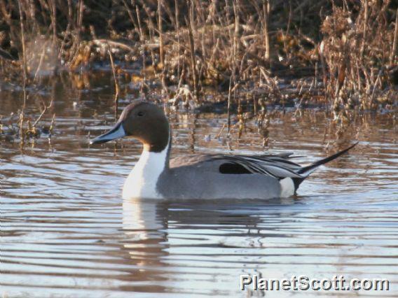 Northern Pintail (Anas acuta)