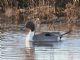 Northern Pintail (Anas acuta) 