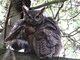 Great Horned Owl (Bubo virginianus)
