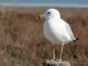 Ring-billed Gull (Larus delawarensis) 