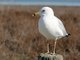 Ring-billed Gull (Larus delawarensis)