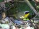 Common Yellowthroat (Geothlypis trichas) Male