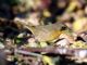 Common Yellowthroat (Geothlypis trichas) Female