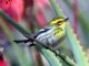 Townsends Warbler (Dendroica townsendi) Female