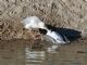 Glaucous-winged Gull (Larus glaucescens) 