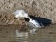 Glaucous-winged Gull (Larus glaucescens)