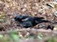 Tricolored Blackbird (Agelaius tricolor) Male