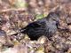 Tricolored Blackbird (Agelaius tricolor) Female