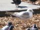 Mew Gull (Larus canus) 1st Winter