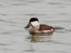 Ruddy Duck (Oxyura jamaicensis) Male Winter