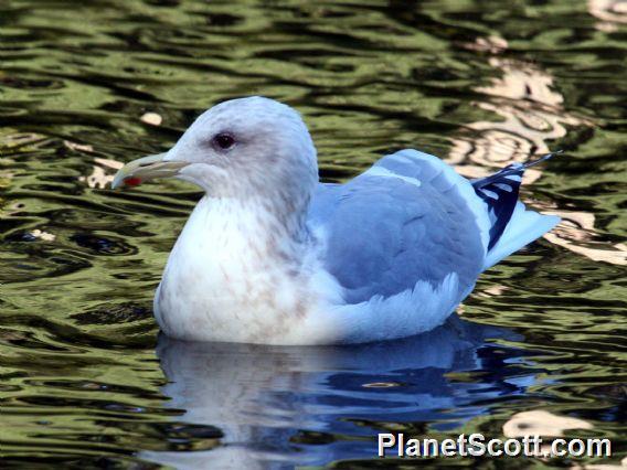 Iceland Gull (Larus glaucoides)