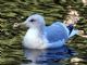 Iceland Gull (Larus glaucoides) Adult