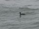 Black Scoter (Melanitta nigra) Male