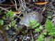 Red-eared Slider (Trachemys scripta) 