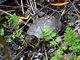 Red-eared Slider (Trachemys scripta)