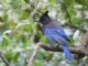 Stellers Jay (Cyanocitta stelleri) 