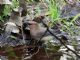 Cedar Waxwing (Bombycilla cedrorum) 