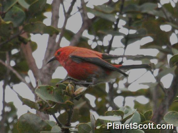 Apapane (Himatione sanguinea)