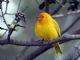 Saffron Finch (Sicalis flaveola) 