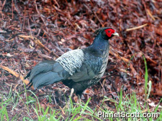 Kalij Pheasant (Lophura leucomelanos)