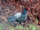 Kalij Pheasant (Lophura leucomelanos) Male