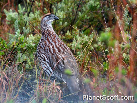 Erckel's Francolin (Pternistis erckelii) - PlanetScott.com