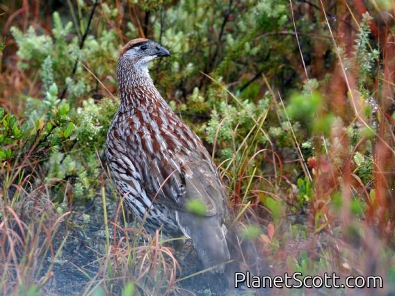 Erckel's Spurfowl (Pternistis erckelii)