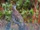 Erckels Francolin (Pternistis erckelii) 