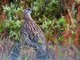 Erckel's Francolin (Pternistis erckelii)