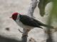 Yellow-billed Cardinal (Paroaria capitata) 