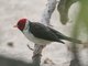 Yellow-billed Cardinal (Paroaria capitata)