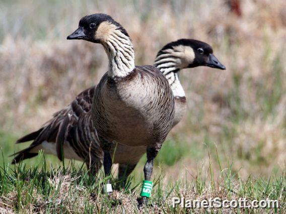 Hawaiian Goose (Branta sandvicensis)