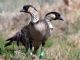 Nene (Branta sandvicensis) 