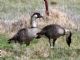 Nene (Branta sandvicensis) 