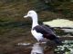 Egyptian Goose (Alopochen aegyptiacus) Oddly colored individual, Hawaii