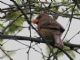 Northern Cardinal (Cardinalis cardinalis) Female