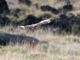 Short-eared Owl (Asio flammeus) 