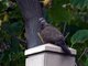 Spotted Dove (Streptopelia chinensis)