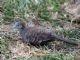 Zebra Dove (Geopelia striata) 