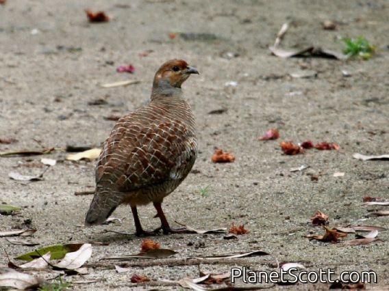 Grey Francolin (Francolinus pondicerianus)