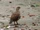 Grey Francolin (Francolinus pondicerianus) 