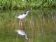 Black-necked Stilt (Himantopus mexicanus) Hawaii ssp