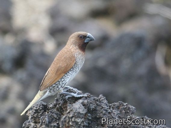 Scaly-breasted Munia (Lonchura punctulata)