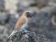 Scaly-breasted Munia (Lonchura punctulata) 