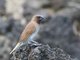 Scaly-breasted Munia (Lonchura punctulata)