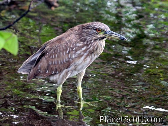 Black-crowned Night-Heron (Nycticorax nycticorax) Immature