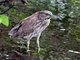 Black-crowned Night-Heron (Nycticorax nycticorax) Immature