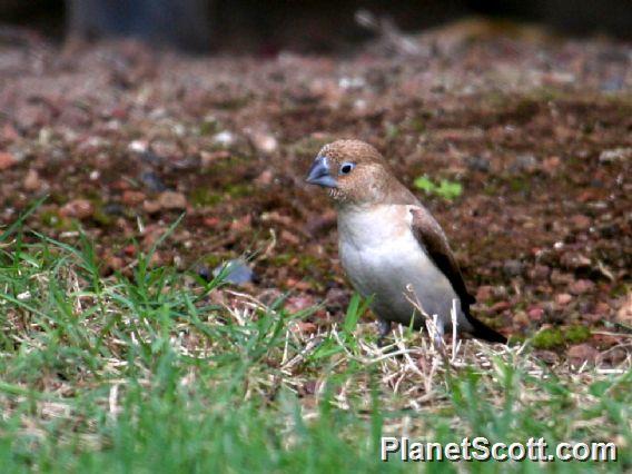 African Silverbill (Euodice cantans)