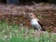 White-throated Munia (Lonchura malabarica) 