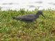 Wandering Tattler (Tringa incana) Breeding